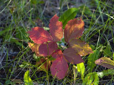 Fall foliage garden photo