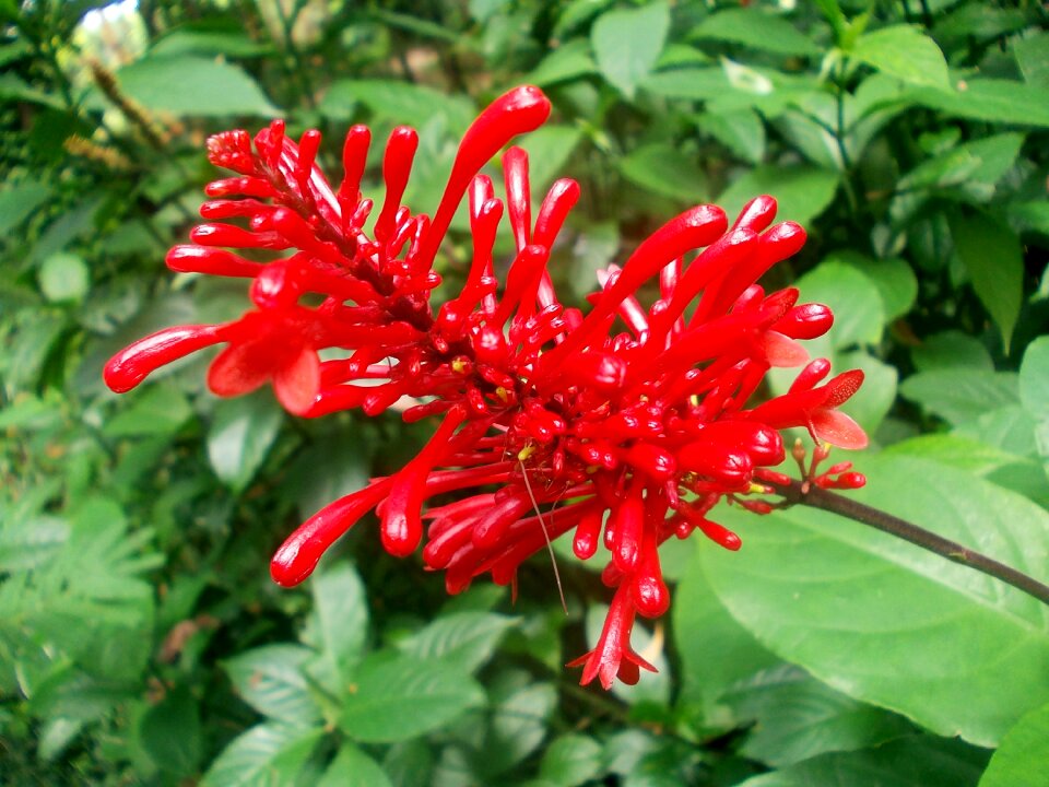 Flower buds flowers red flower