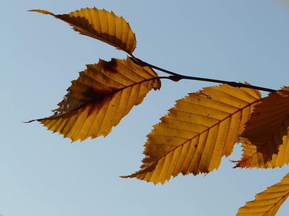 Hornbeam carpinus betulus white beech