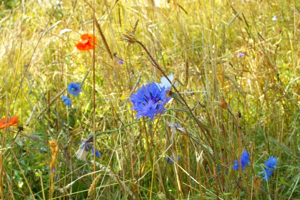 Blue cornflower summer