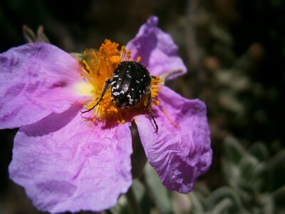 Vegetable shrub spring