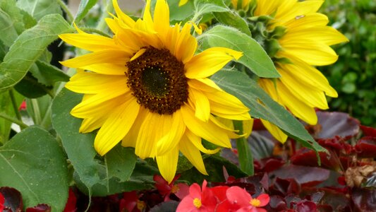 Sunflower flowers yellow