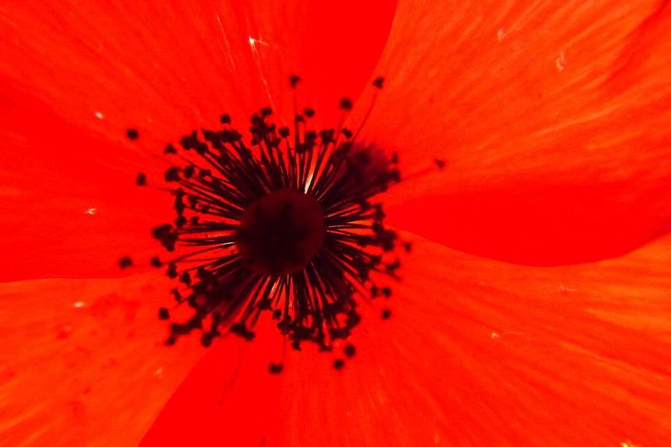 Red flower papaver rhoeas