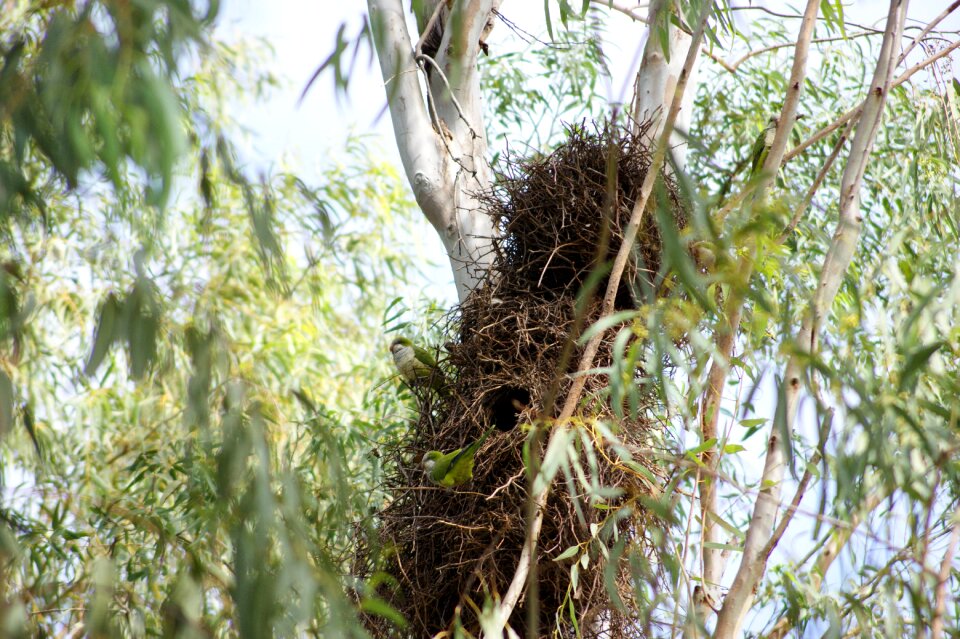 Tree nest paraguay