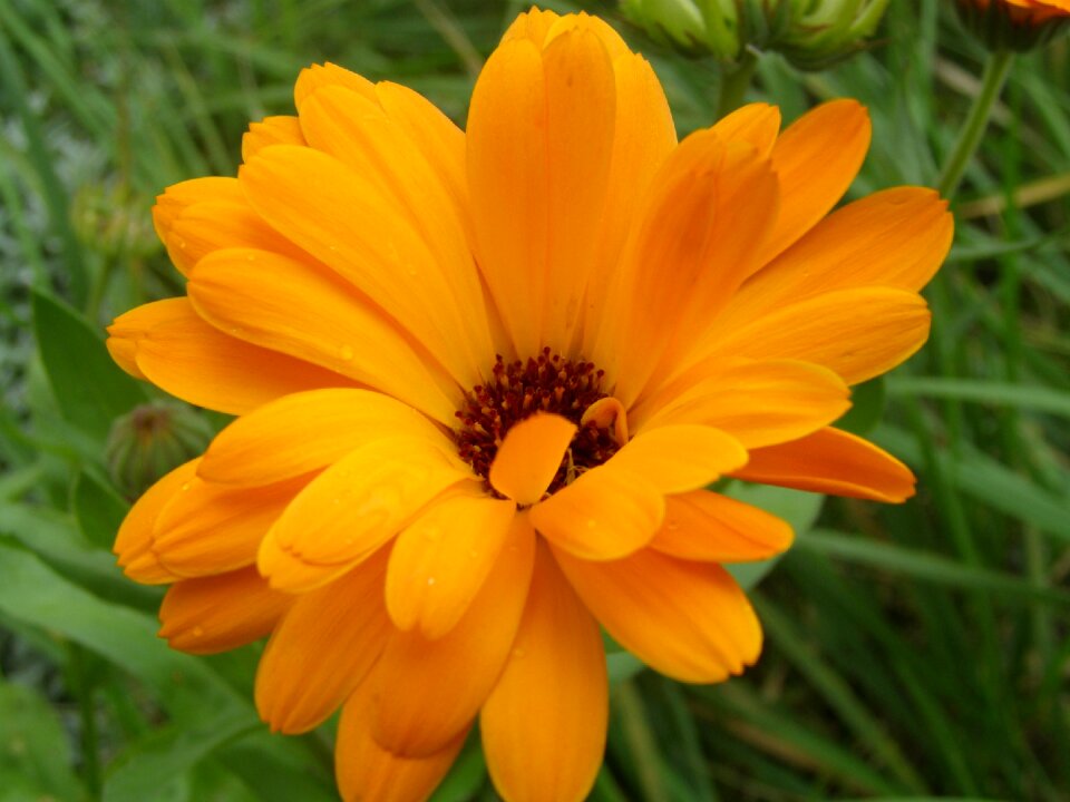 Plant orange flower nature