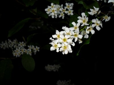 Branch flower outside