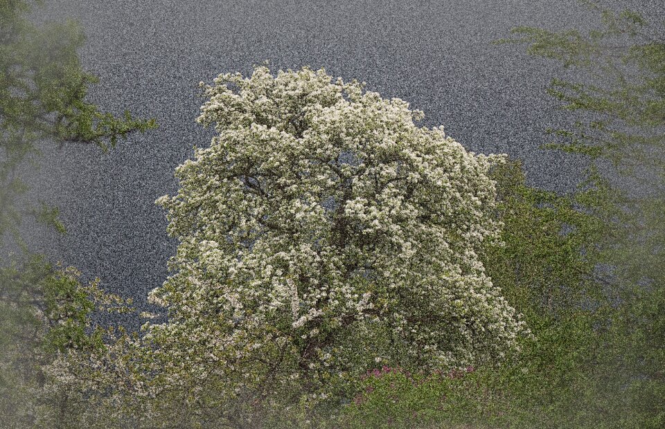 Blossom bloom tree