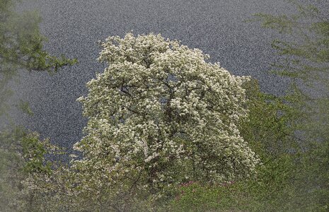 Blossom bloom tree