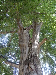 Tribe high gnarled