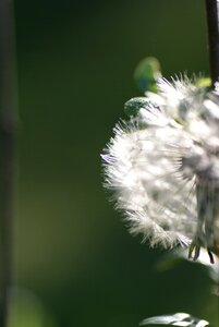 Filigree dandelion backlighting