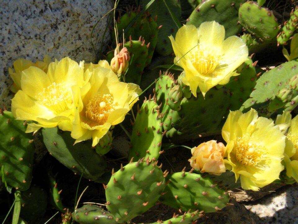 Prickly pear prickly pear flower garden