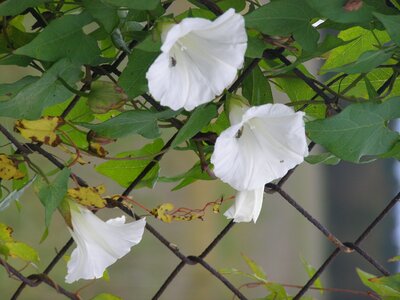 Fence white flower