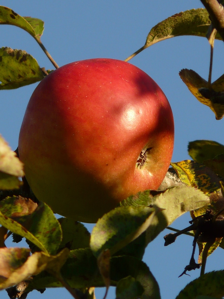 Ripe red sweet