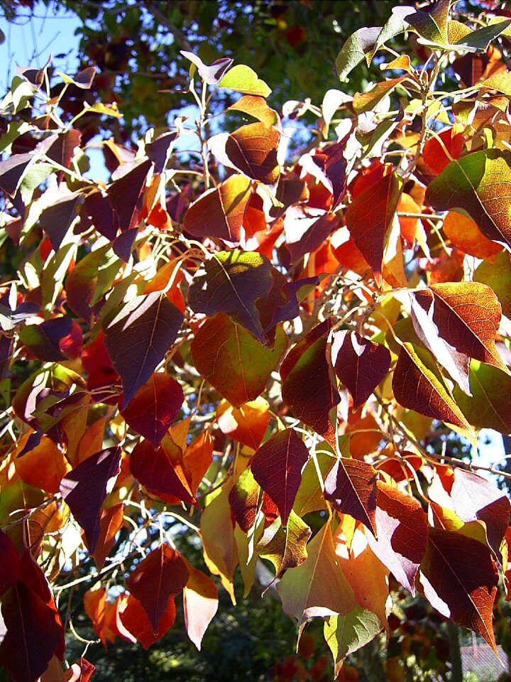 Season autumn fall