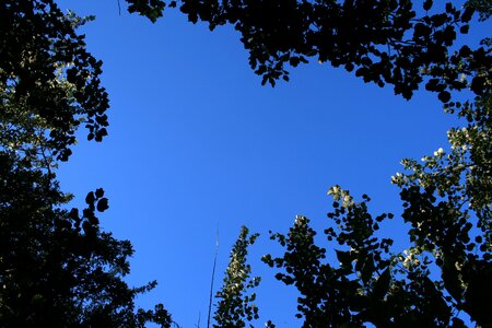 Foliage poplars leaves