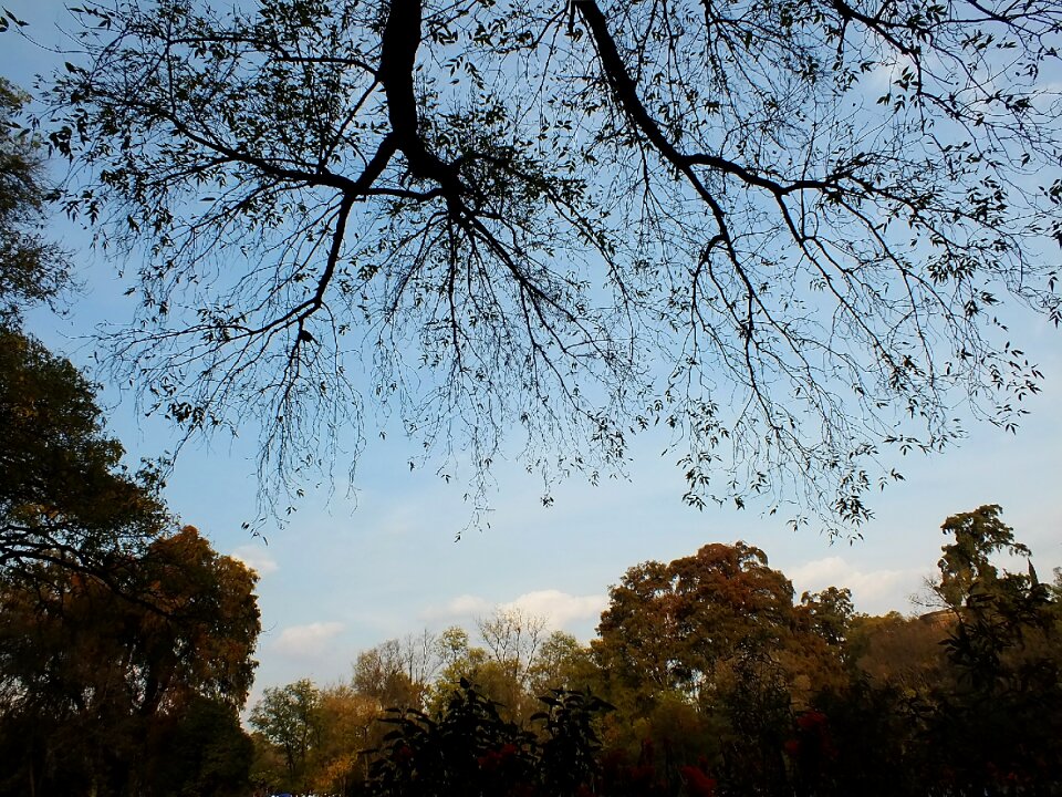 Forest climate reflection photo