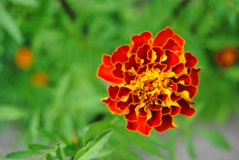 Fire flower marigold close-up