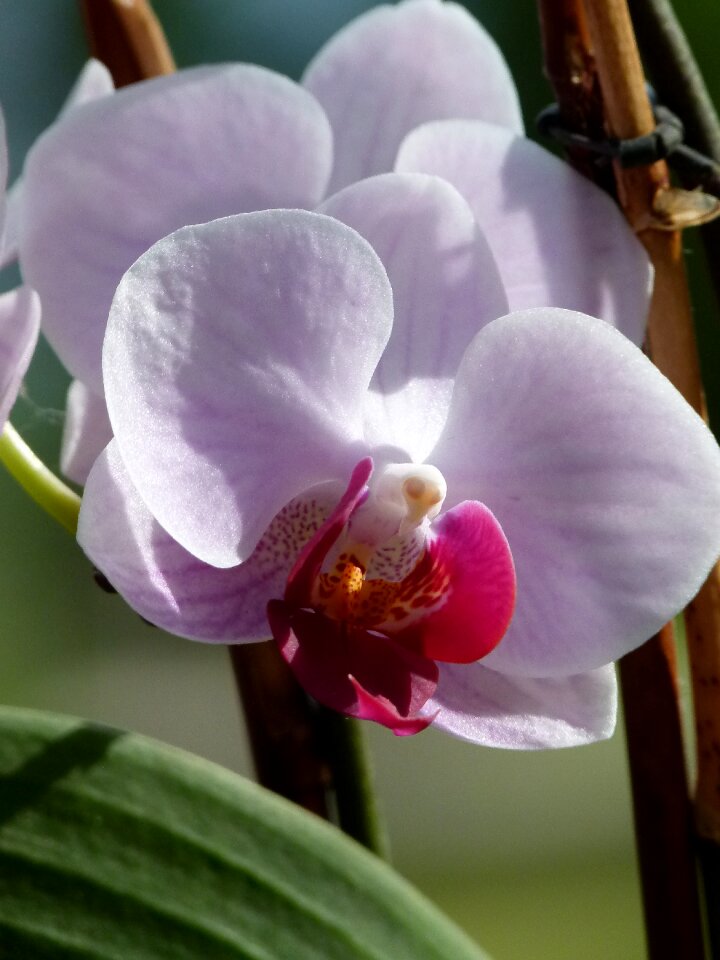 Florist plant lovely