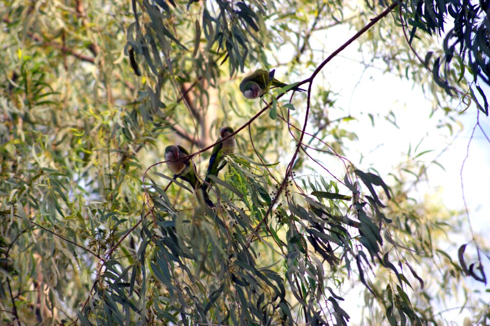 Tree paraguay south america