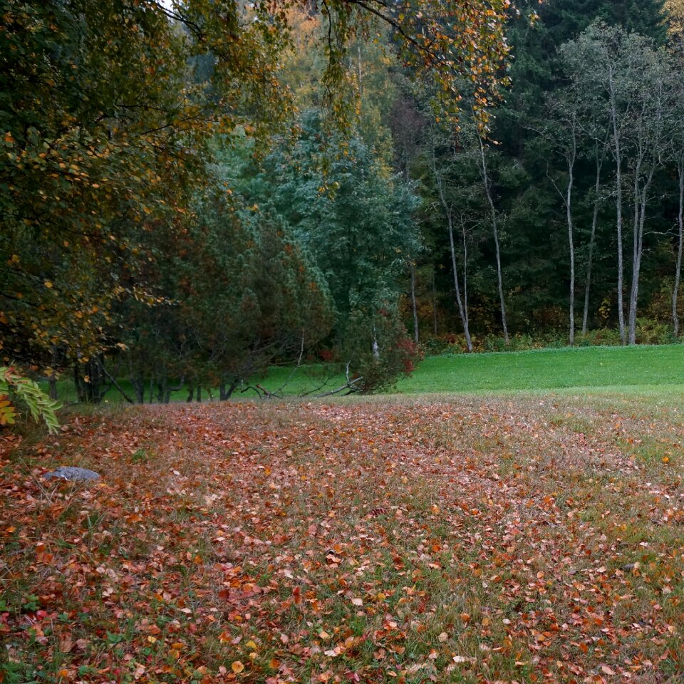 Autumn fallen leaves landscape