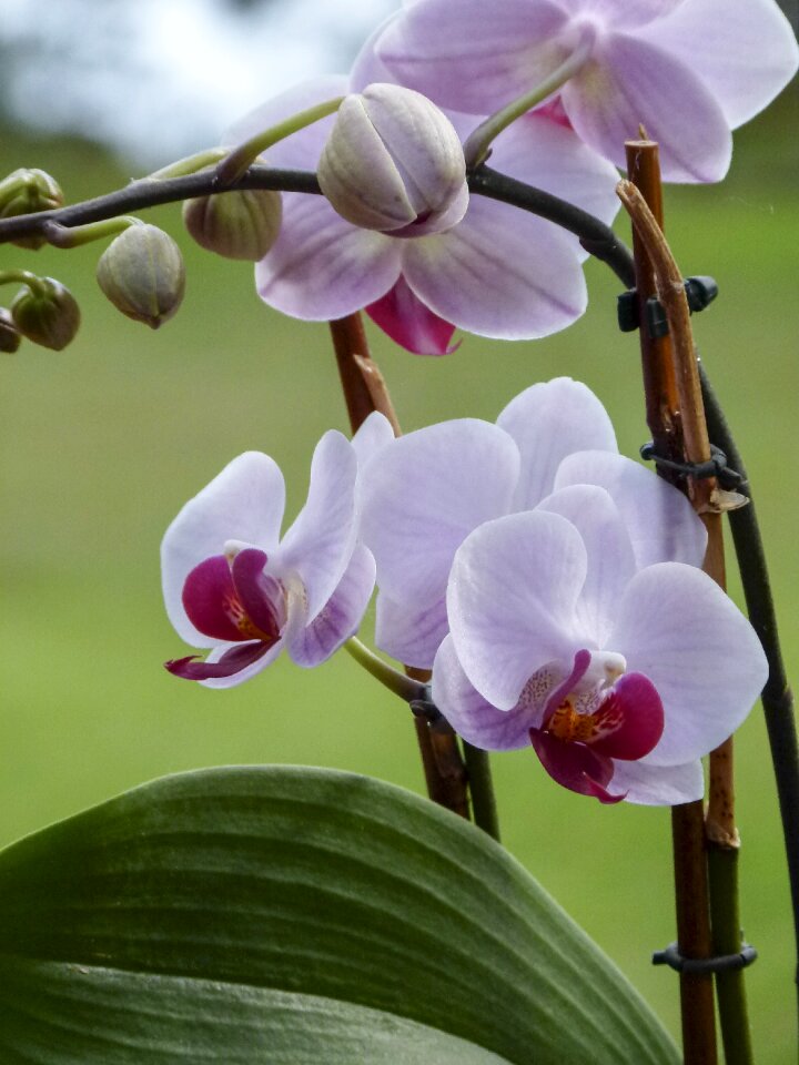 Florist plant lovely