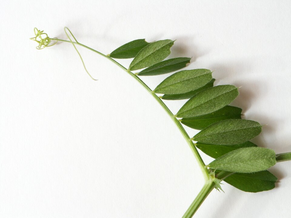 Wild flower green ranke