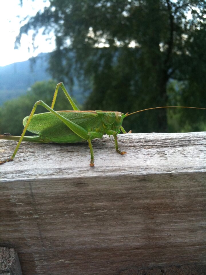 Cricket bug animal