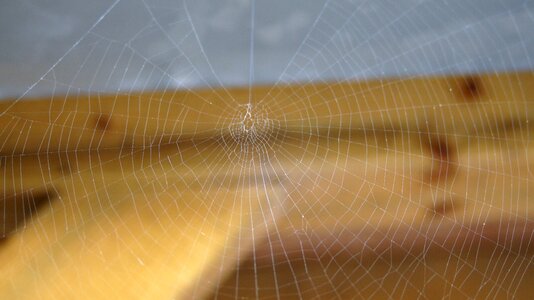 Web spider web Free photos photo