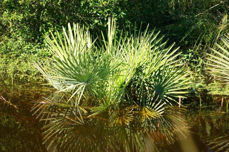 Plant paraguay south america