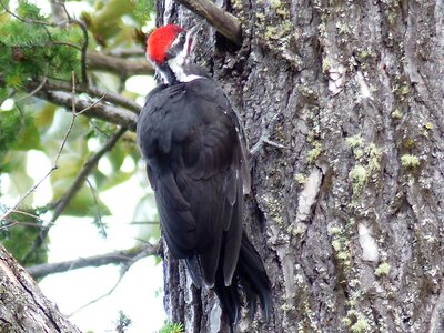Animal nature bird