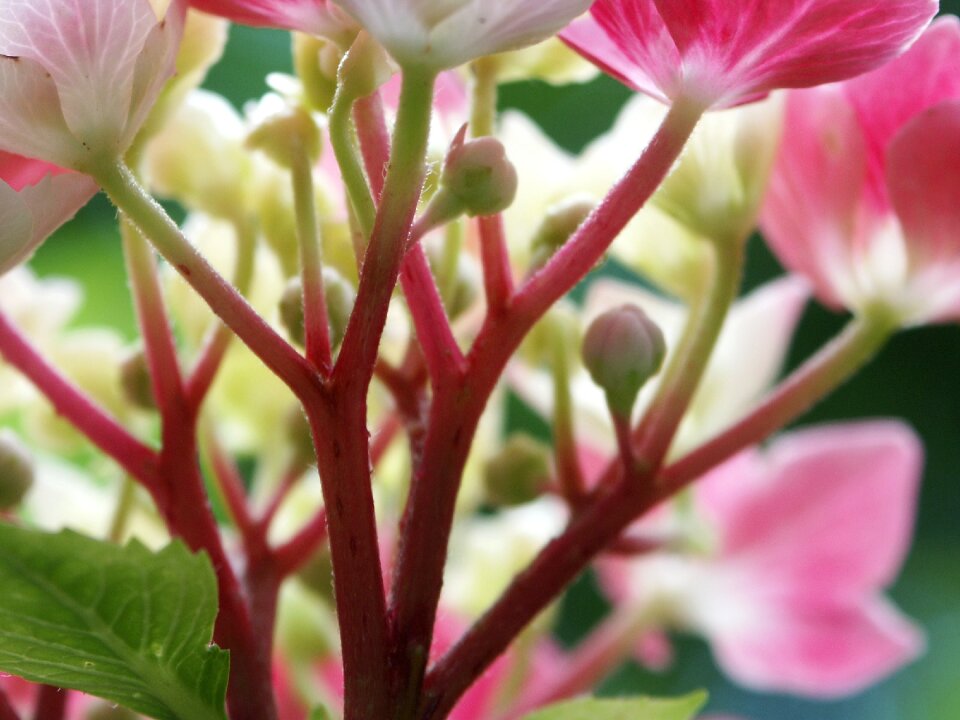 Hydrangea pink white photo