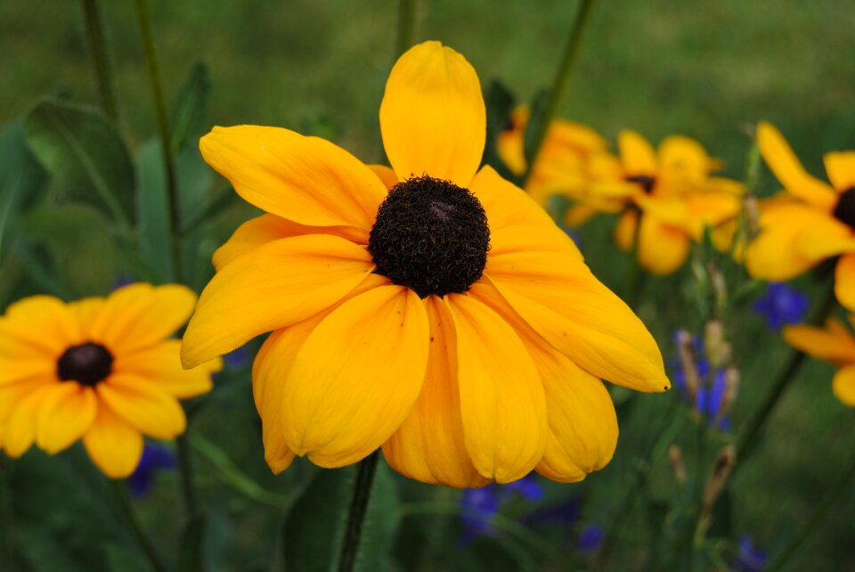 Flower yellow flower field