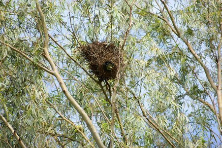 Tree nest paraguay photo