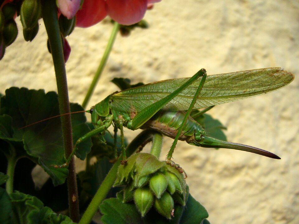 Nature caelifera probe