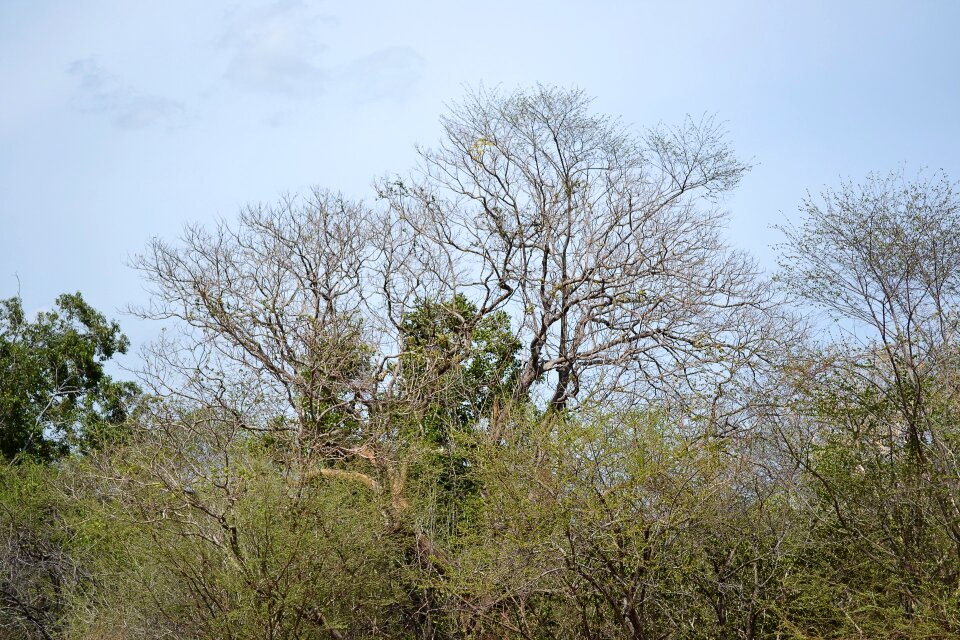 Forest sri lanka mawanella photo