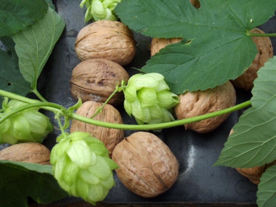 Nuts leaves hops