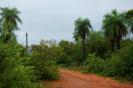 Palm road lantern photo