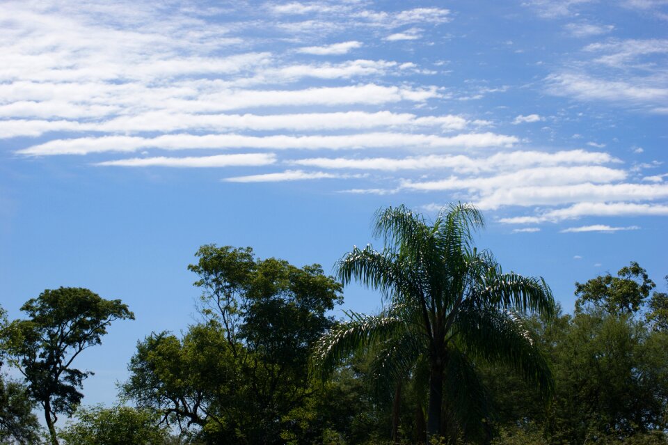 Tree palm paraguay