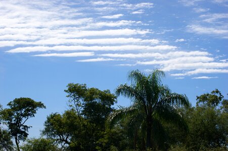 Tree palm paraguay photo