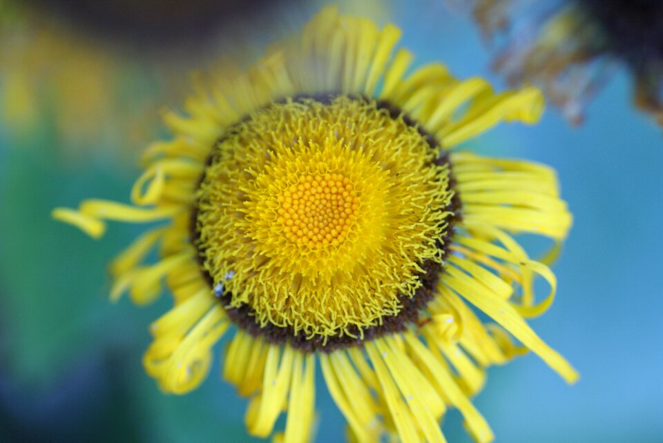 Autumn autumn perennial close up