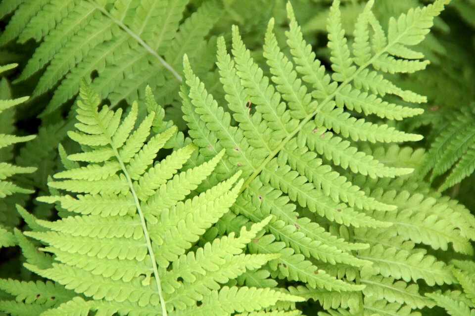 Plant fern plant green
