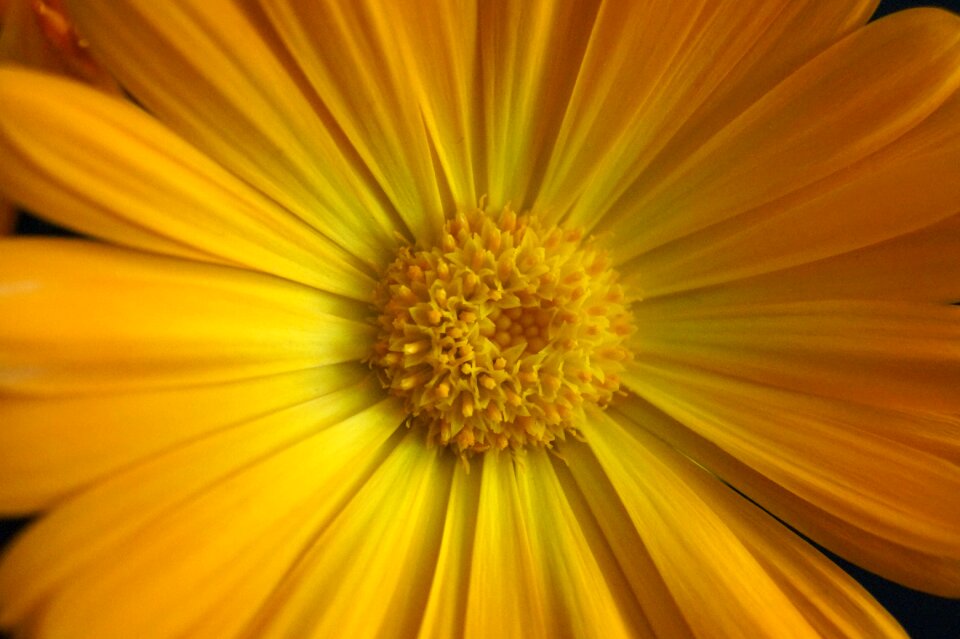 Yellow yellow flower marigold