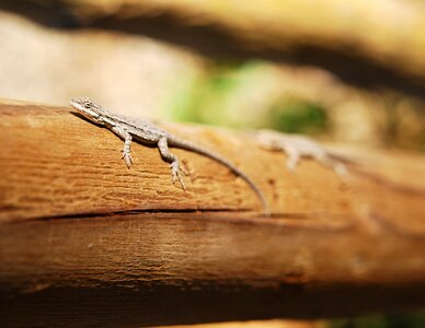 Reptile cold blooded animals southwest