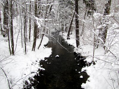 White forest bach