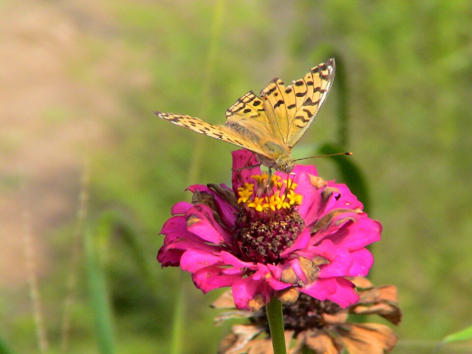 2006 fengcheng butterflies