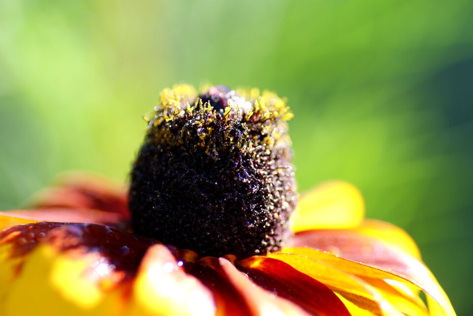 Seeds was summer flower close up