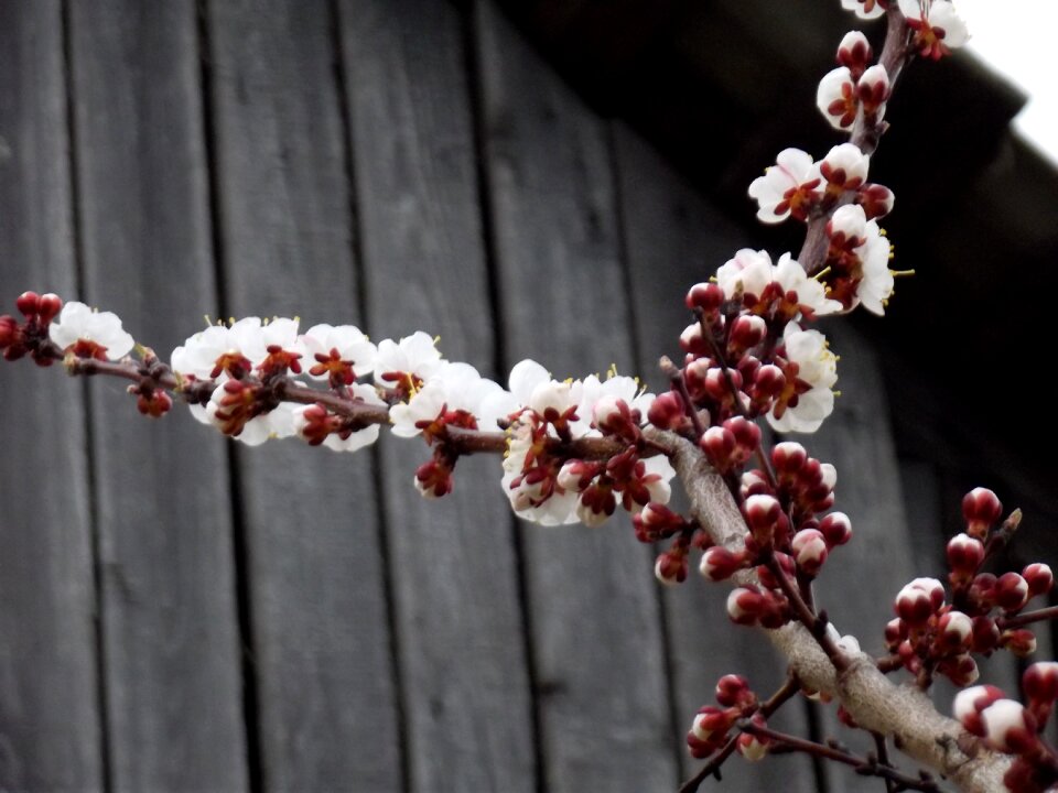 Spring apricot flowers