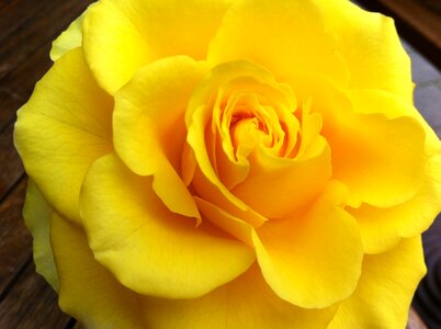 Rose bloom close up fragrance photo
