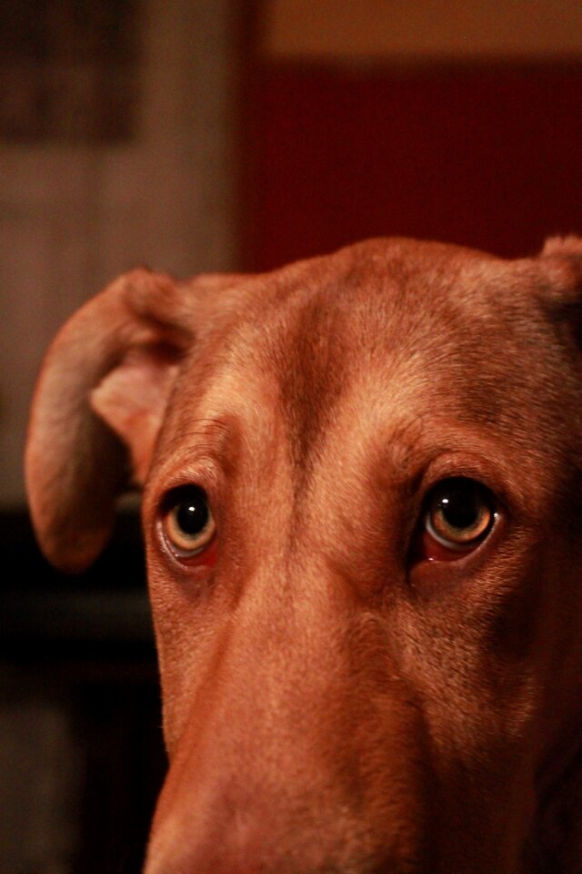 Canine pet eyes photo
