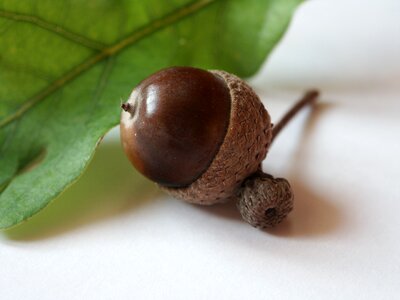 Acorn autumn brown